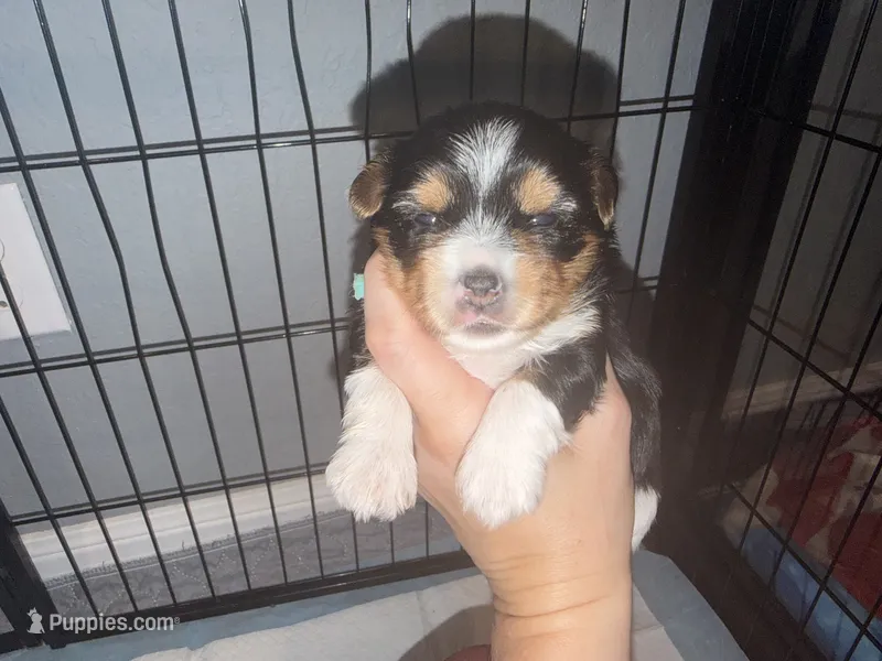 Aqua collar  – Yorkshire Terrier puppy for sale in New Braunfels, TX