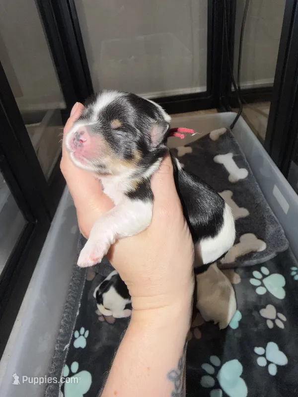 Ckc male (Burgandy collar) – Yorkshire Terrier puppy for sale in New Braunfels, TX