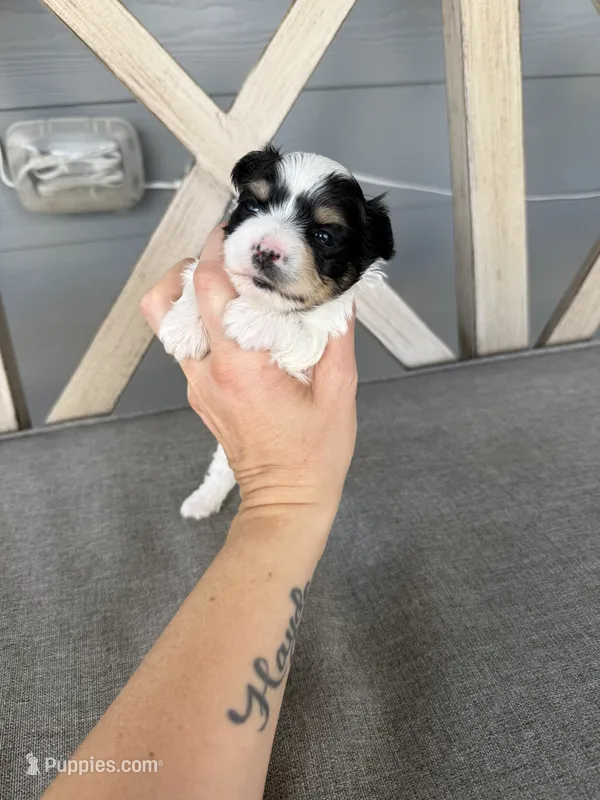 Parti (red collar) – Yorkshire Terrier puppy for sale in New Braunfels, TX