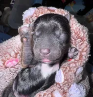 Traditional Male , a male Yorkshire Terrier for sale in New Braunfels, TX – Photo 1 of 3