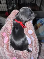 Traditional Male , a male Yorkshire Terrier for sale in New Braunfels, TX – Photo 3 of 3