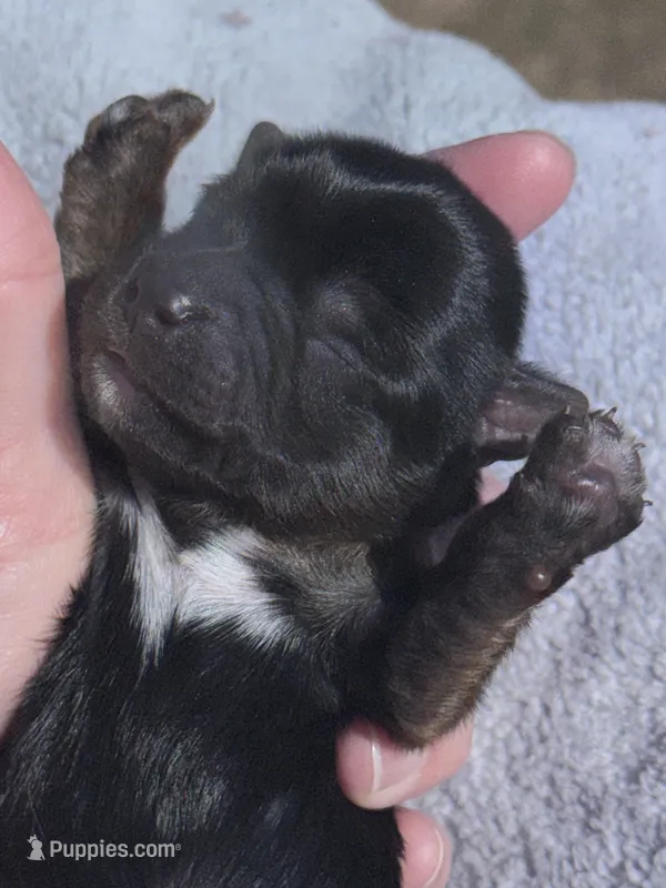 Traditional Male  – Yorkshire Terrier puppy for sale in New Braunfels, TX