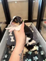 Ckc TINY male (green collar), a male Yorkshire Terrier for sale in New Braunfels, TX – 1 of 2