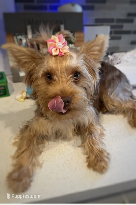 Akc chocolate  – Yorkshire Terrier puppy for sale in New Braunfels, TX