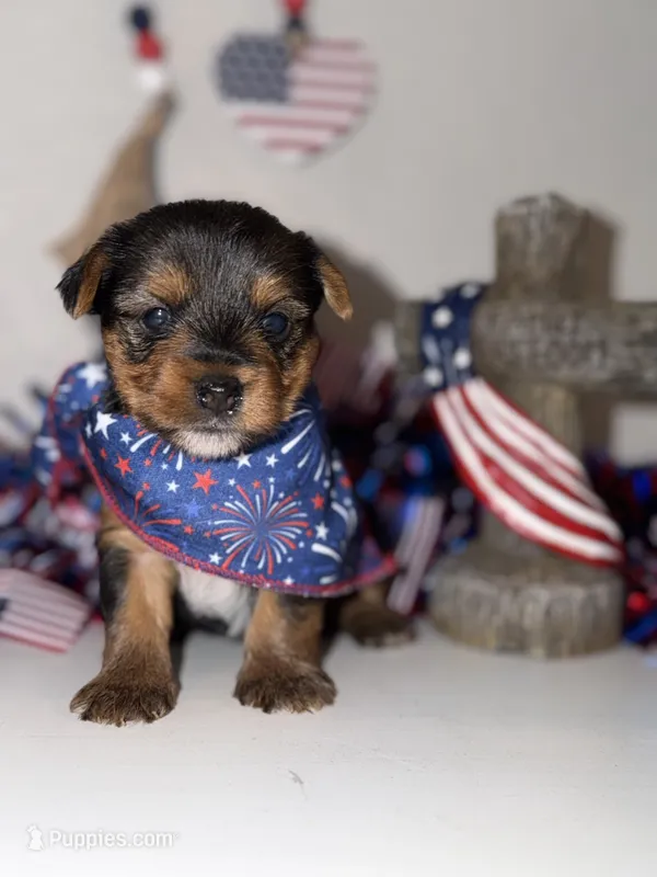 Traditional red collar  – Yorkshire Terrier puppy for sale in New Braunfels, TX