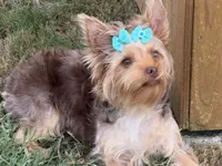 Akc chocolate , a female Yorkshire Terrier for sale in New Braunfels, TX – 1 of 3