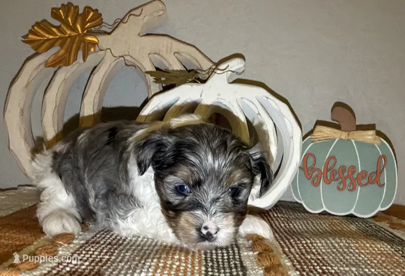 Chocoberry Merle (blue collar) – Yorkshire Terrier puppy for sale in New Braunfels, TX