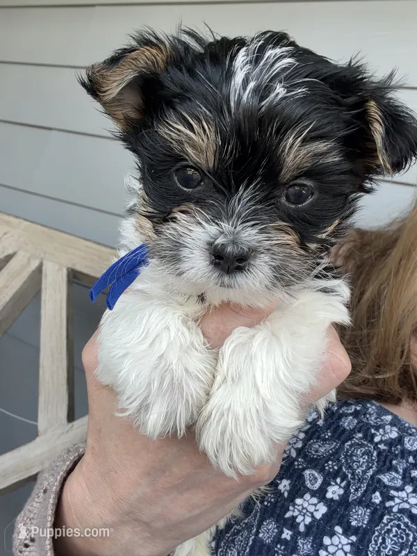 Blue collar Parti  – Yorkshire Terrier puppy for sale in New Braunfels, TX