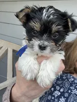 Blue collar Parti , a male Yorkshire Terrier for sale in New Braunfels, TX – 1 of 5