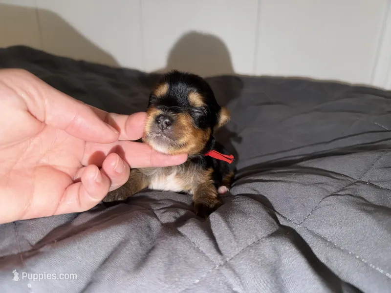 Traditional CHARTING 4.5 pounds  – Yorkshire Terrier puppy on hold in New Braunfels, TX