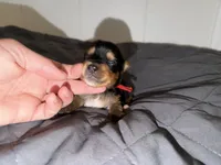 Traditional CHARTING 4.5 pounds , a male Yorkshire Terrier for sale in New Braunfels, TX – 1 of 5