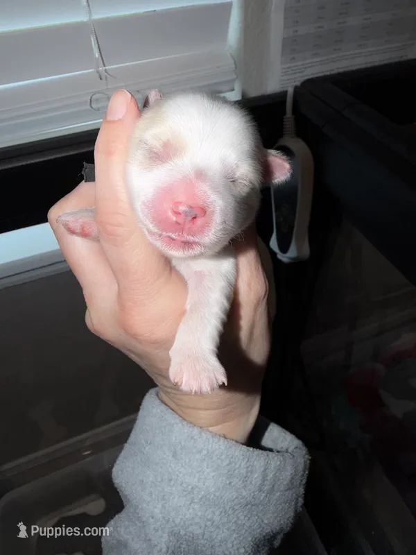 CKC extreme blonde Parti  (black collar) – Yorkshire Terrier puppy for sale in New Braunfels, TX