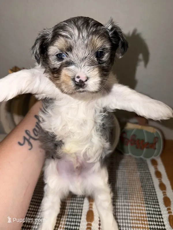 Chocoberry Merle (blue collar) – Yorkshire Terrier puppy for sale in New Braunfels, TX