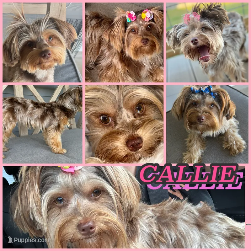 Coming soon – Yorkshire Terrier puppy for sale in New Braunfels, TX
