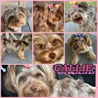 Coming soon, a  Yorkshire Terrier for sale in New Braunfels, TX – 1 of 1