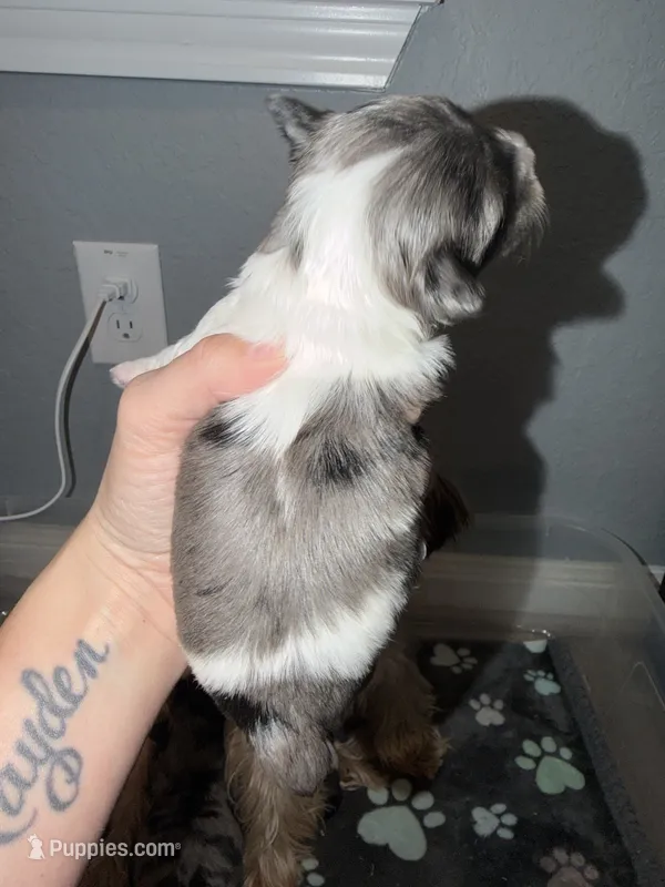 Chocoberry Merle (blue collar) – Yorkshire Terrier puppy for sale in New Braunfels, TX