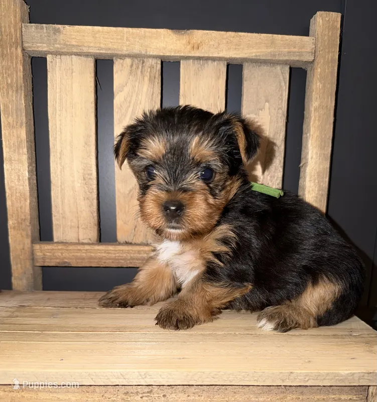 Traditional green collar  – Yorkshire Terrier puppy for sale in New Braunfels, TX
