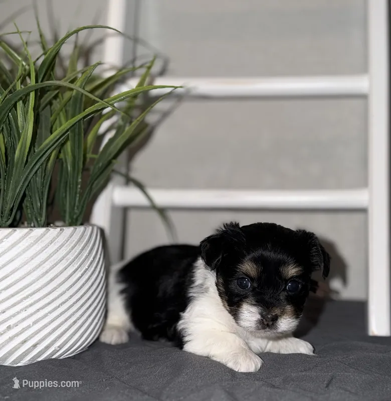 CKC REG Brown Collar Male  – Yorkshire Terrier puppy for sale in New Braunfels, TX