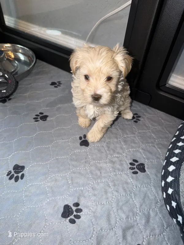 Blonde Parti  – Yorkshire Terrier puppy for sale in New Braunfels, TX