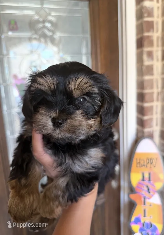 Male traditional  – Yorkshire Terrier puppy for sale in New Braunfels, TX