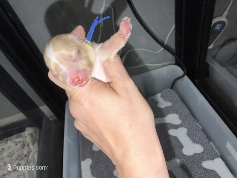 CKC Blonde Parti – Yorkshire Terrier puppy for sale in New Braunfels, TX