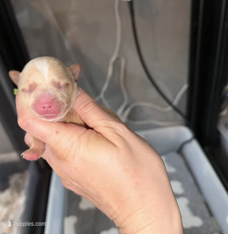 CKC Blonde Parti  – Yorkshire Terrier puppy for sale in New Braunfels, TX