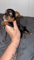 Traditional CHARTING 4.5 pounds , a male Yorkshire Terrier for sale in New Braunfels, TX – 3 of 5