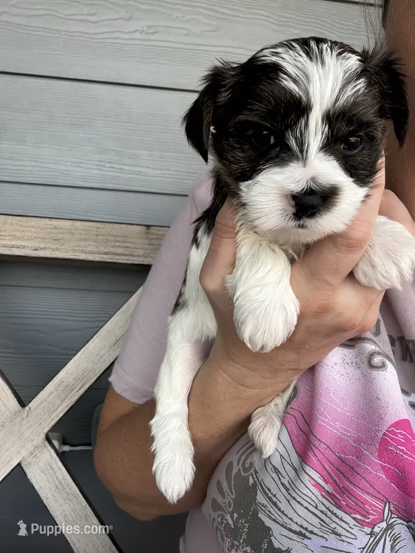 Brindle Parti female (pink collar)  – Yorkshire Terrier puppy for sale in New Braunfels, TX
