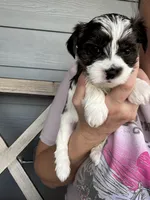 Brindle Parti female (pink collar) , a female Yorkshire Terrier for sale in New Braunfels, TX – 1 of 2