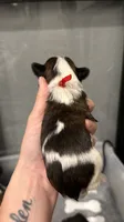 Brindle Parti male charting 5 pounds (RED COLLAR), a male Yorkshire Terrier for sale in New Braunfels, TX – 3 of 3