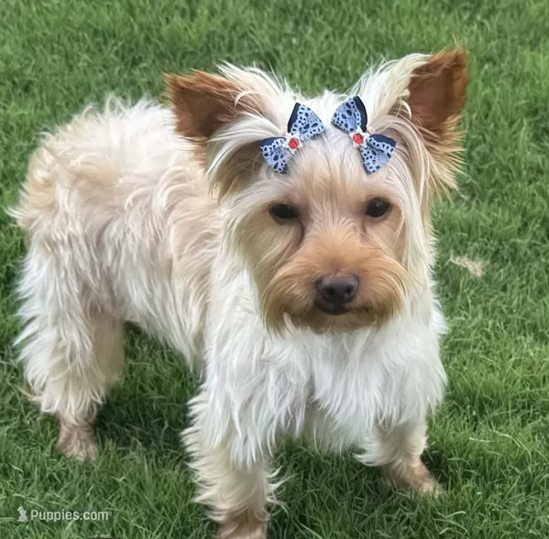Lucy – Yorkshire Terrier puppy for sale in New Braunfels, TX