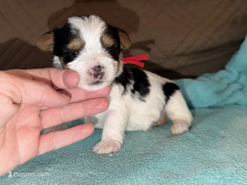CKC REG RED COLLAL PARTI  – Yorkshire Terrier puppy for sale in New Braunfels, TX