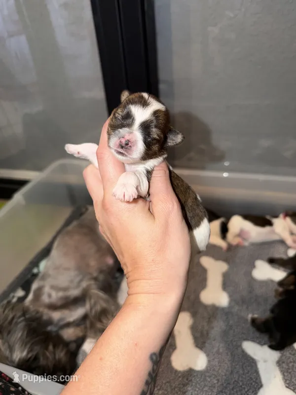 Brindle Parti charting 5.5 p (PURPLE COLLAR) – Yorkshire Terrier puppy for sale in New Braunfels, TX