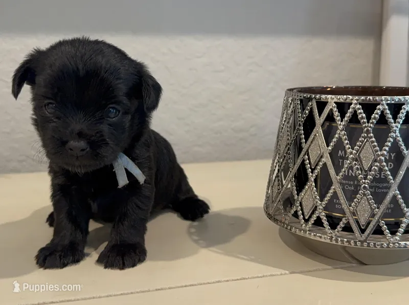 Kb black female charting 5.5-6 p – Yorkshire Terrier puppy for sale in New Braunfels, TX