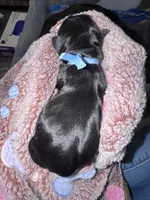 Kb black female , a female Yorkshire Terrier for sale in New Braunfels, TX – Photo 2 of 2