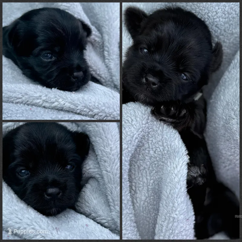 Kb black female  – Yorkshire Terrier puppy for sale in New Braunfels, TX