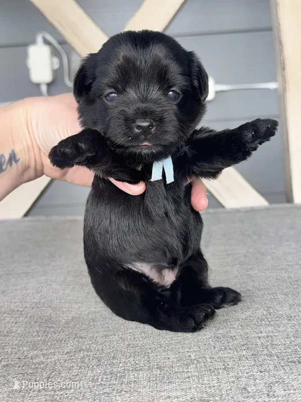 Kb black female  – Yorkshire Terrier puppy for sale in New Braunfels, TX