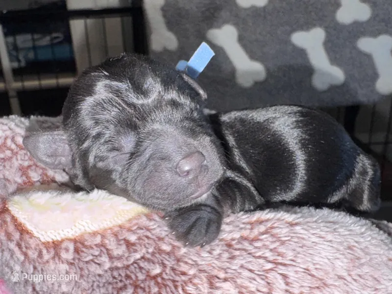 Kb black female  – Yorkshire Terrier puppy for sale in New Braunfels, TX