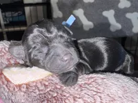 Kb black female , a female Yorkshire Terrier for sale in New Braunfels, TX – Photo 1 of 2