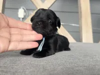 Kb black female charting 5.5-6 p, a female Yorkshire Terrier for sale in New Braunfels, TX – Photo 6 of 7