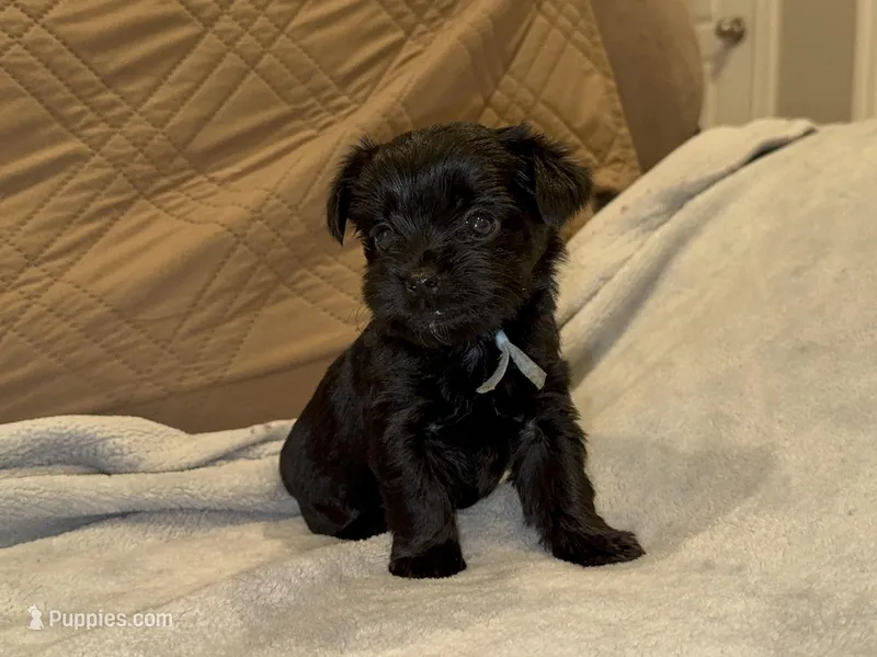 Kb black female charting 5.5-6 p – Yorkshire Terrier puppy on hold in New Braunfels, TX