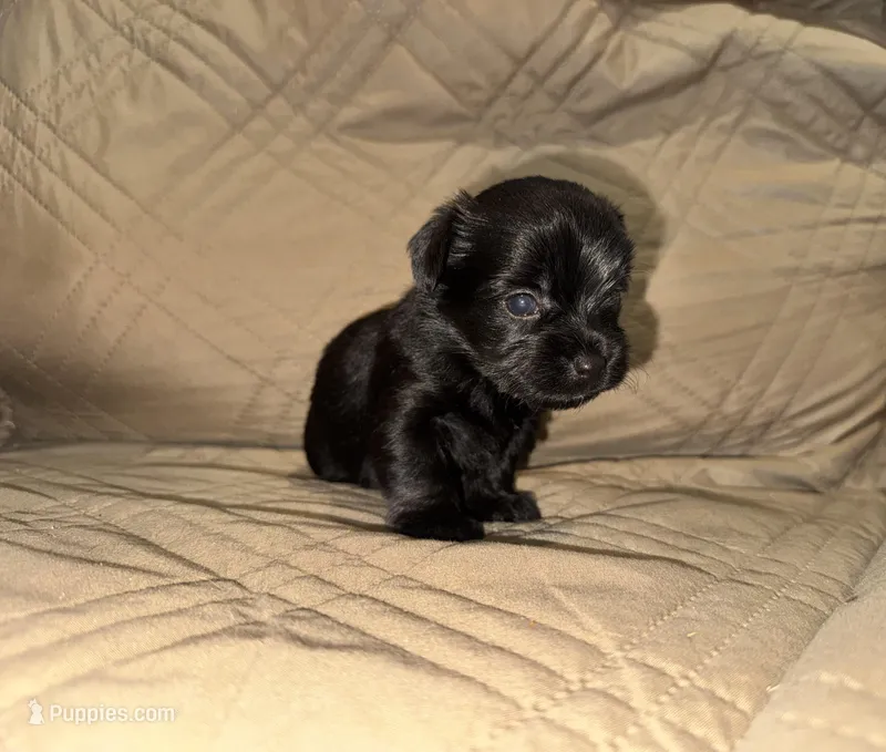 Kb black female charting 5.5-6 p – Yorkshire Terrier puppy for sale in New Braunfels, TX