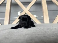 Kb black female charting 5.5-6 p, a female Yorkshire Terrier for sale in New Braunfels, TX – Photo 7 of 7