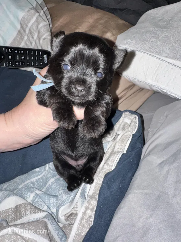 Kb black female  – Yorkshire Terrier puppy for sale in New Braunfels, TX