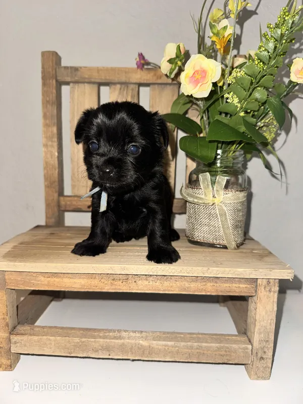 Kb black female charting 5.5-6 p – Yorkshire Terrier puppy for sale in New Braunfels, TX