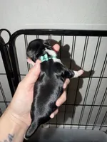 Aqua collar , a female Yorkshire Terrier for sale in New Braunfels, TX – 3 of 3
