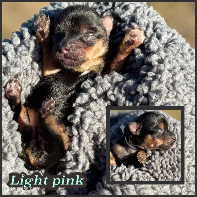 Traditional (light pink)