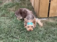 Akc chocolate , a female Yorkshire Terrier for sale in New Braunfels, TX – 3 of 3