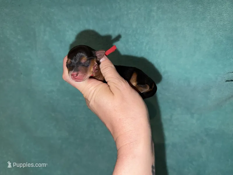 Charting 3.5-5 p red collar male   – Yorkshire Terrier puppy for sale in New Braunfels, TX