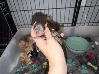 Blueberry Merle (pink collar), a female Yorkshire Terrier for sale in New Braunfels, TX – 4 of 4